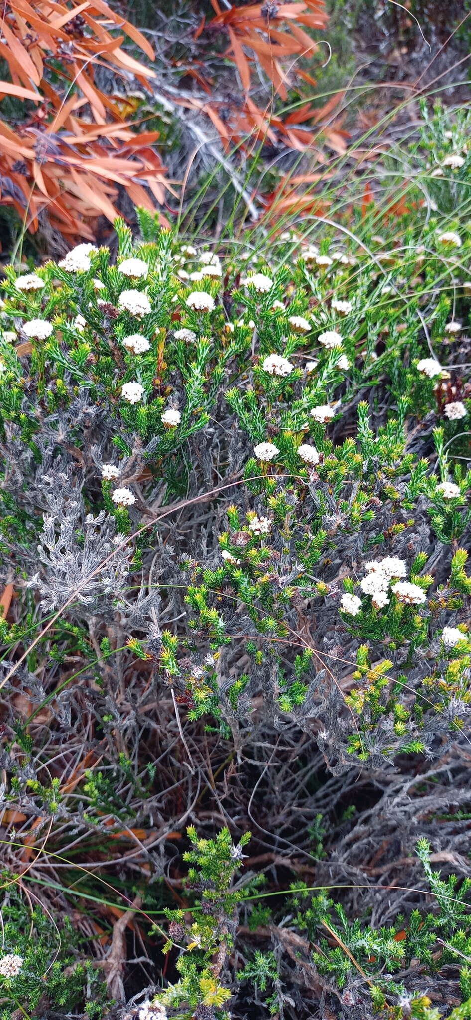 Image of Metalasia erectifolia Pillans