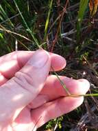 Image of Large Beak Sedge