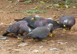 Image of African Olive Pigeon