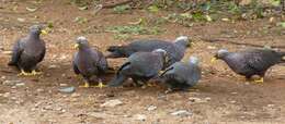 Image of African Olive Pigeon