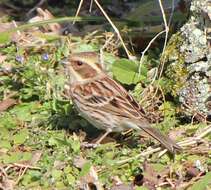 Image of Yellow-throated Bunting