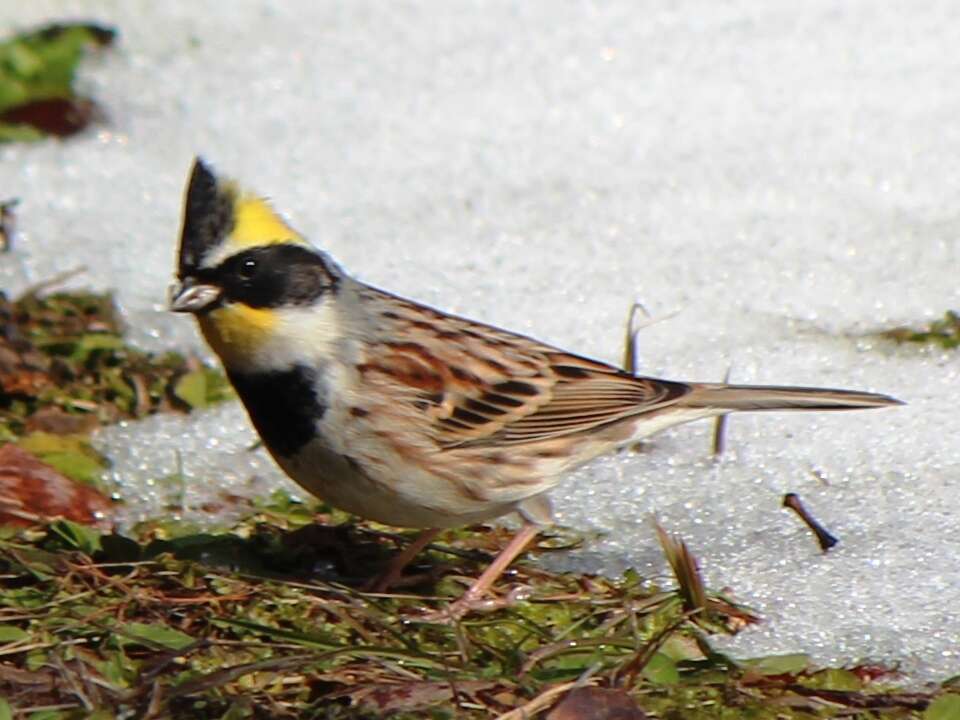 Image of Yellow-throated Bunting