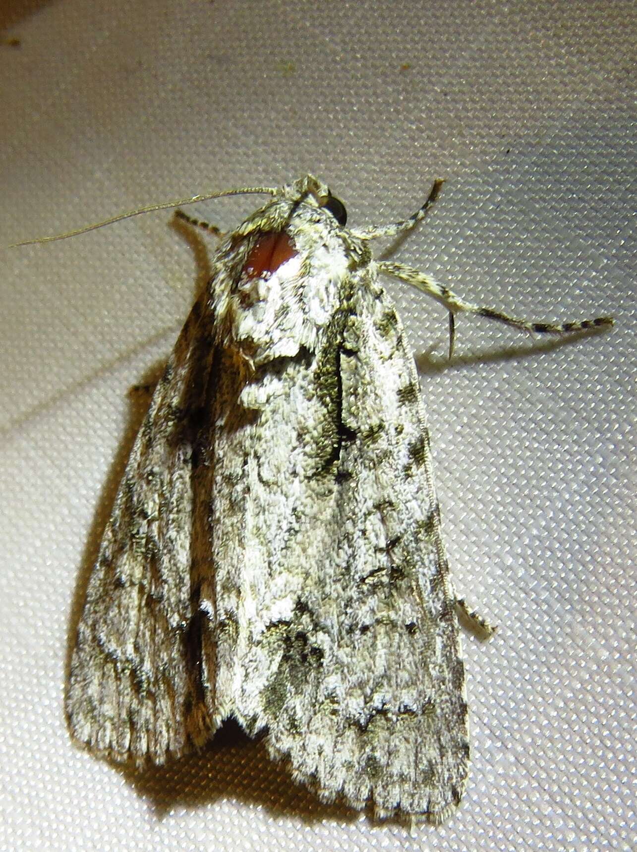 Image of Clear Dagger Moth