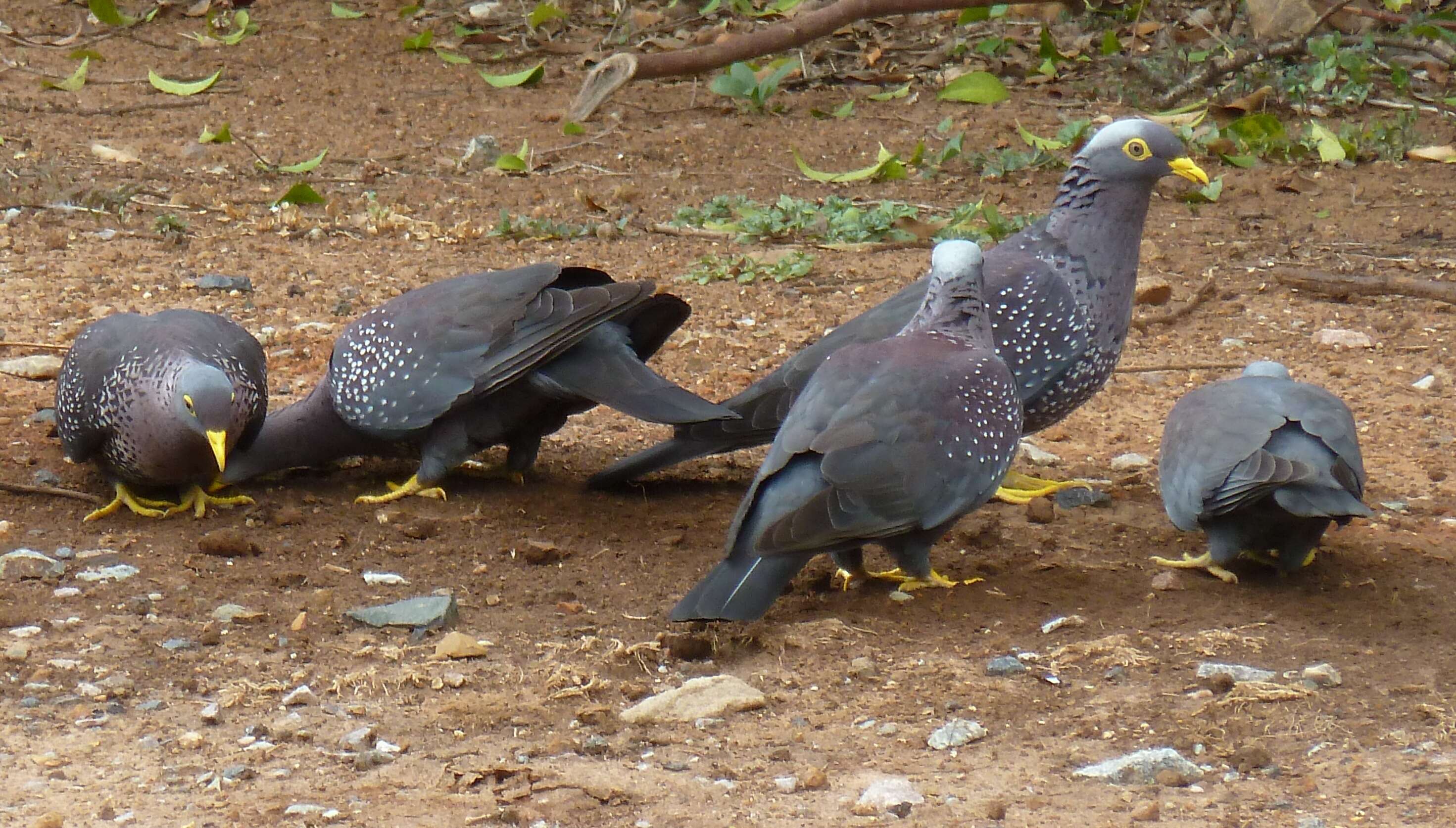 Image of African Olive Pigeon