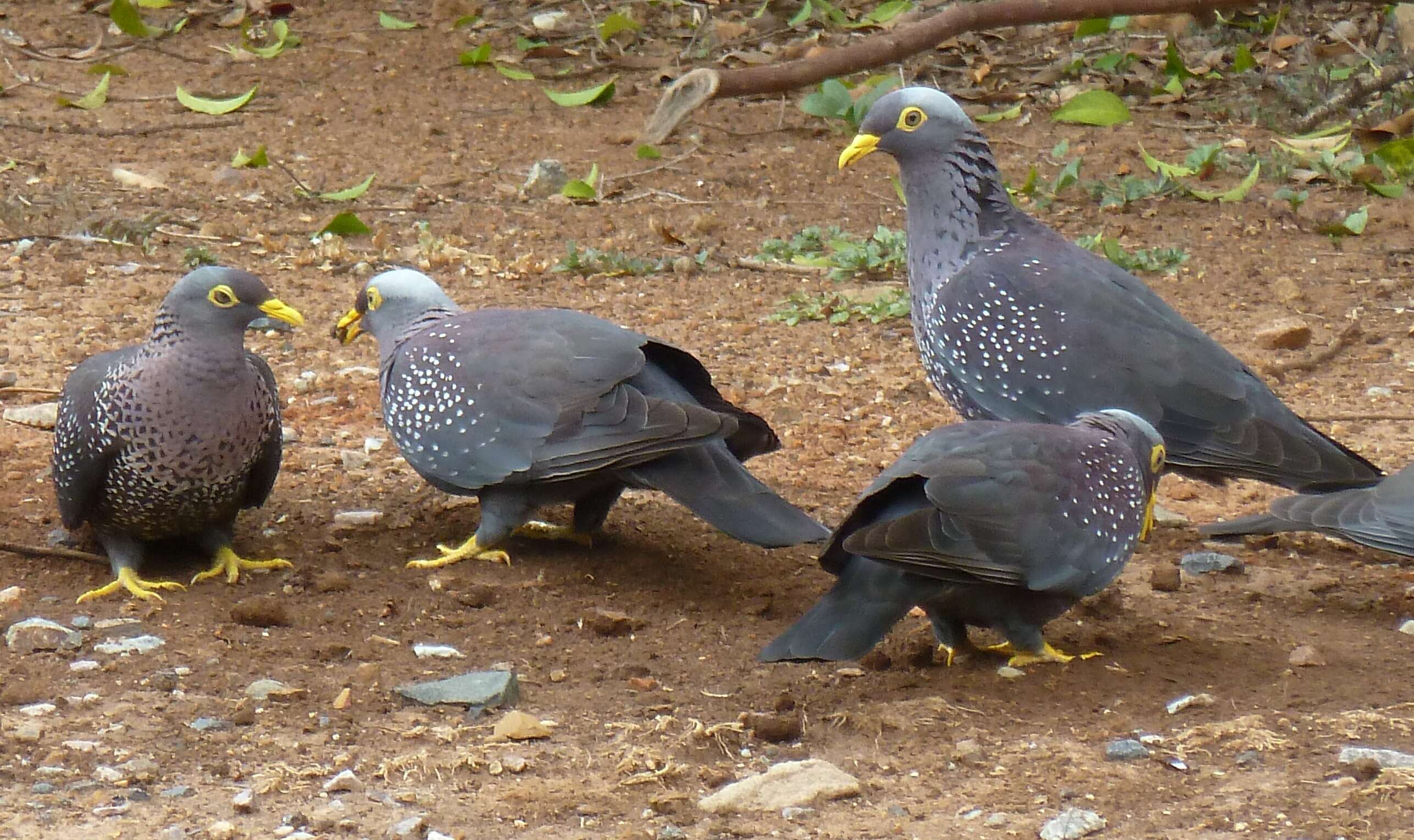 Image of African Olive Pigeon