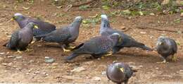 Image of African Olive Pigeon