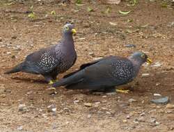 Image of African Olive Pigeon