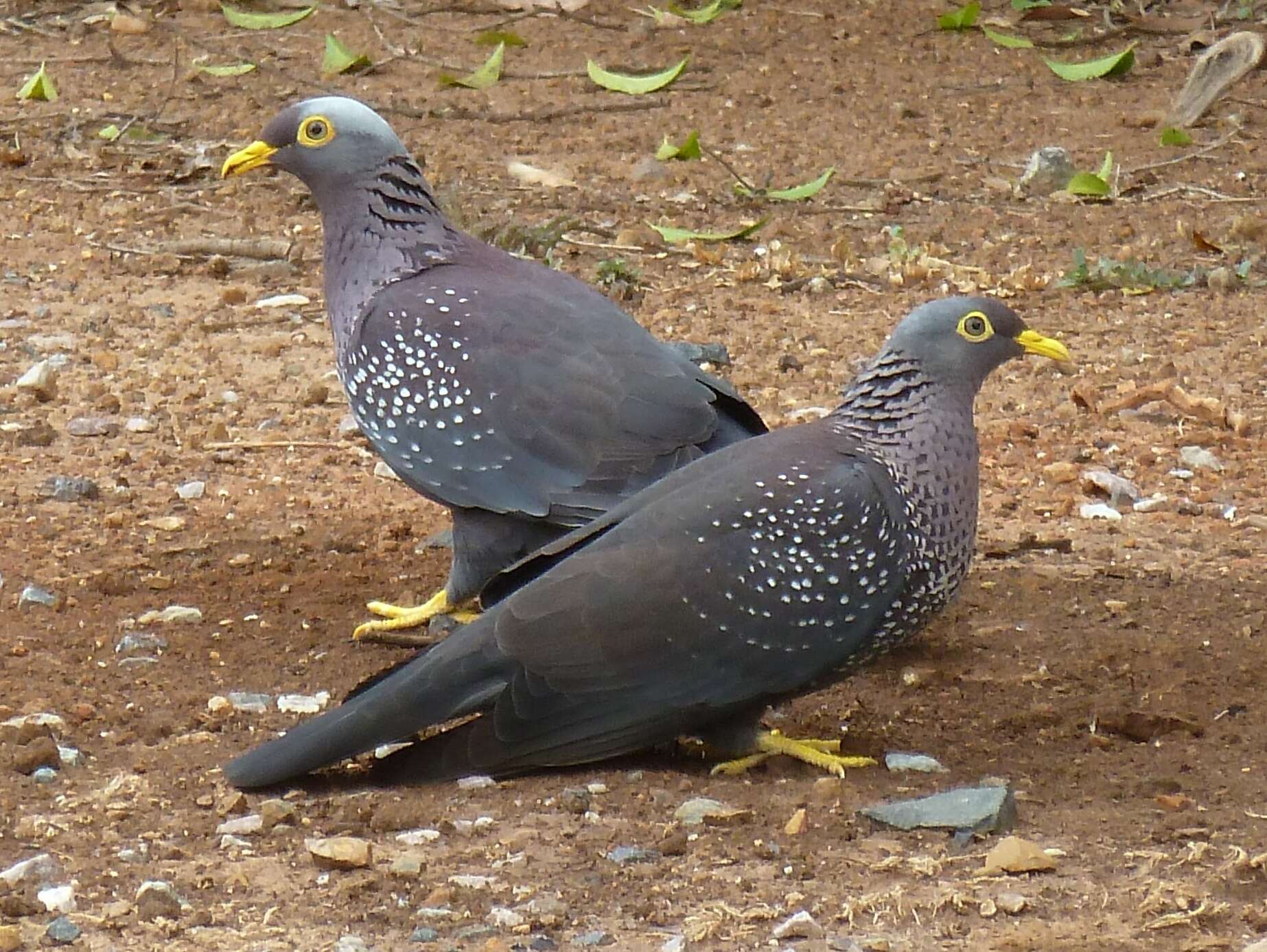 Image of African Olive Pigeon