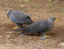 Image of African Olive Pigeon