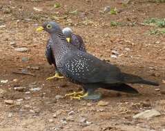 Image of African Olive Pigeon