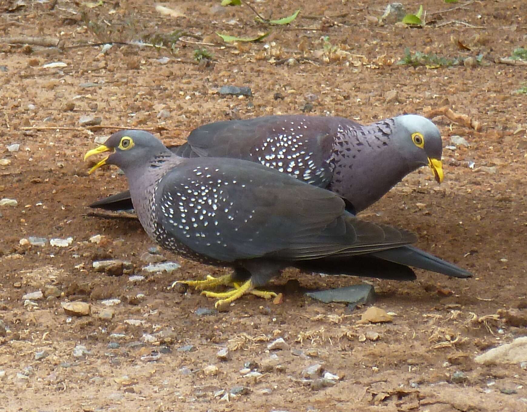 Image of African Olive Pigeon