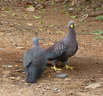 Image of African Olive Pigeon