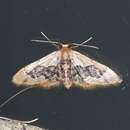 Image of Idaea gemmata Packard 1876