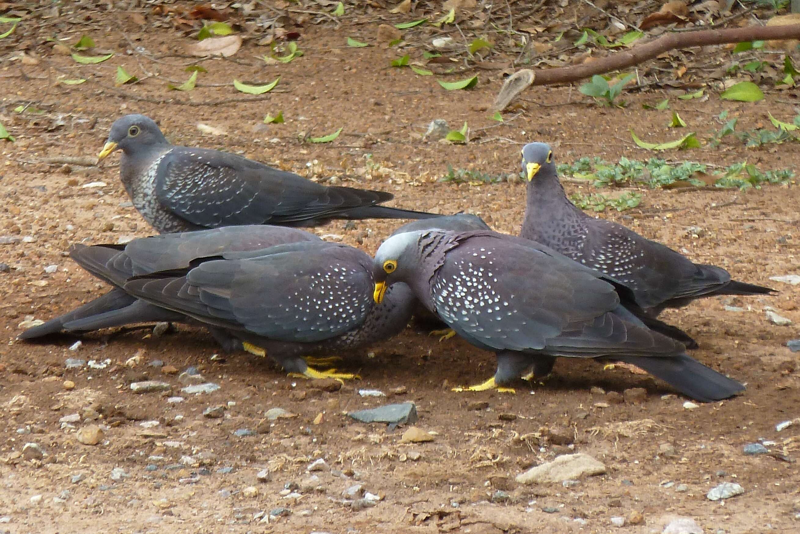 Image of African Olive Pigeon