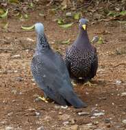 Image of African Olive Pigeon