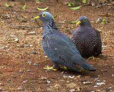 Image of African Olive Pigeon