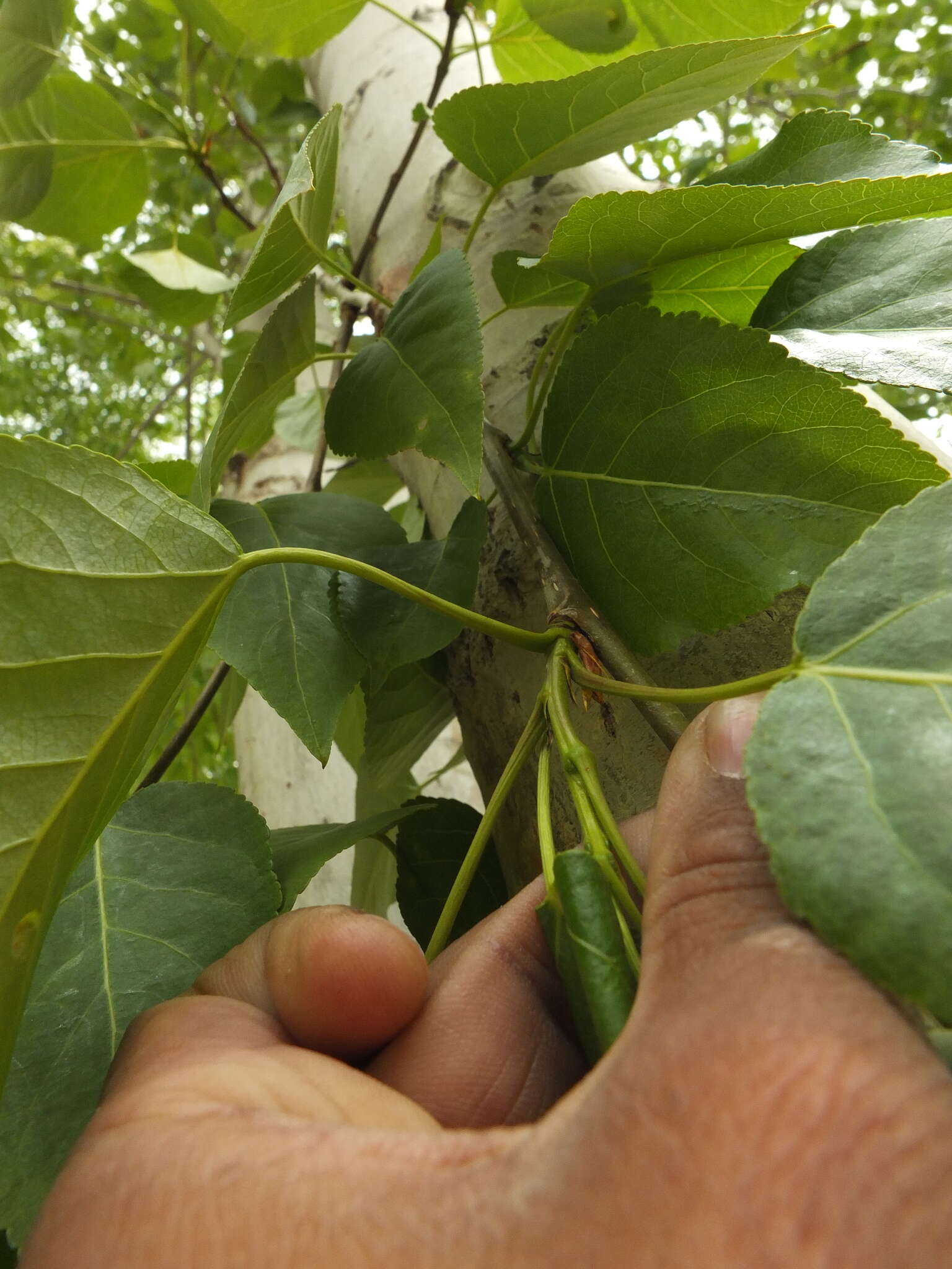 Image of Populus ciliata Wall. ex Royle