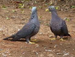 Image of African Olive Pigeon