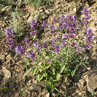 Image of Nepeta cyanea Steven