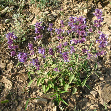 Imagem de Nepeta cyanea Steven