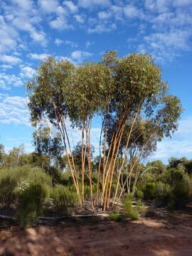 Image of Eucalyptus loxophleba subsp. lissophloia L. A. S. Johnson & K. D. Hill