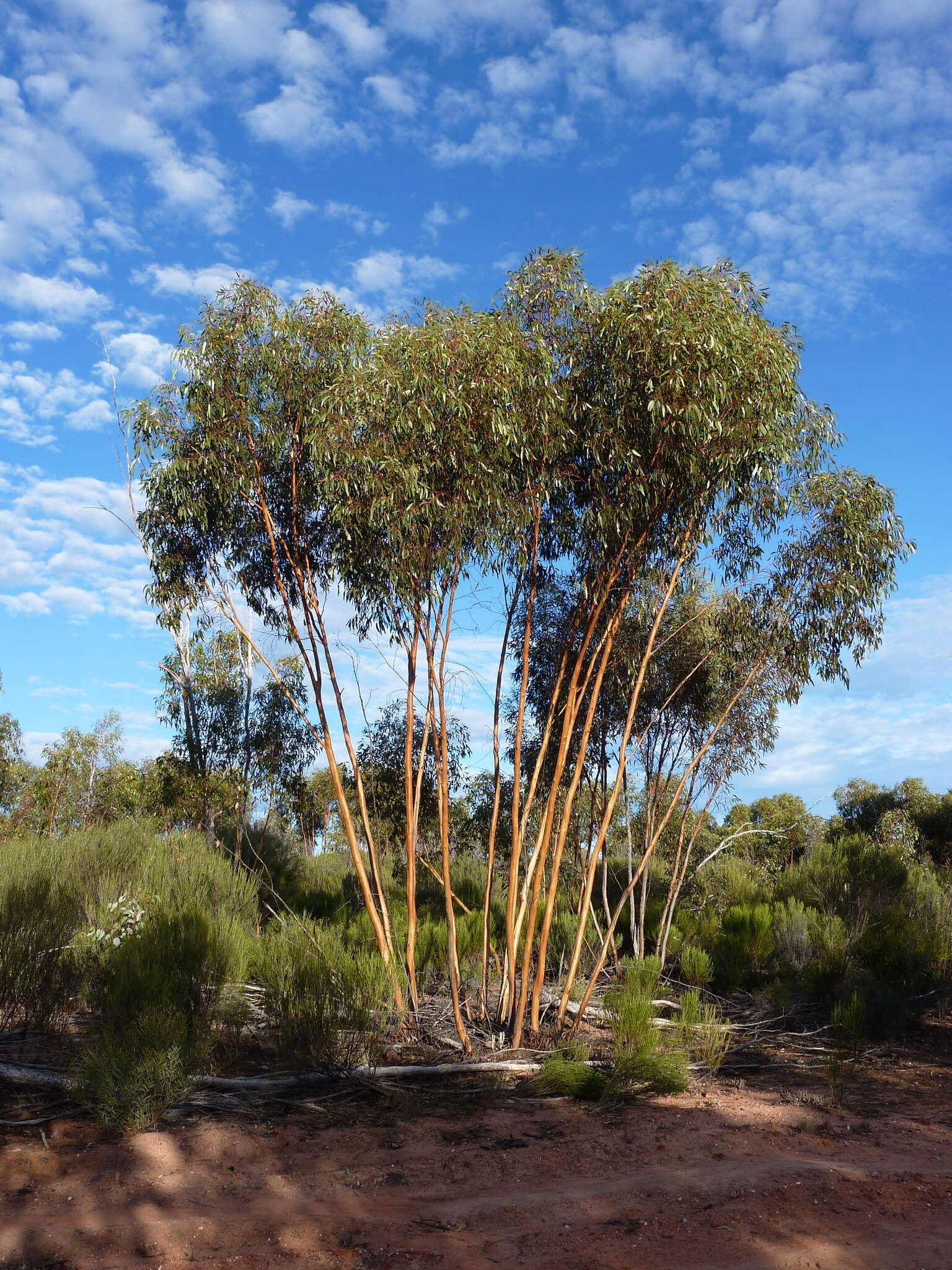 Imagem de Eucalyptus loxophleba subsp. lissophloia L. A. S. Johnson & K. D. Hill