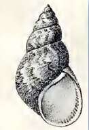 Image of Phasianella jaspidea