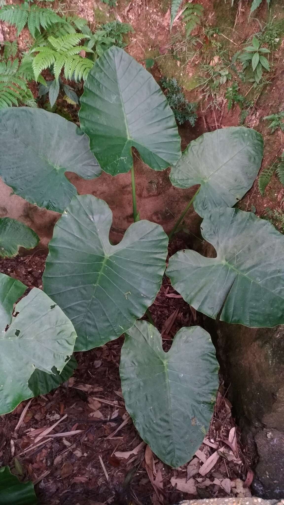 Alocasia odora (G. Lodd.) Spach resmi