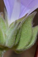 Image of Jacquemontia pycnocephala Benth.