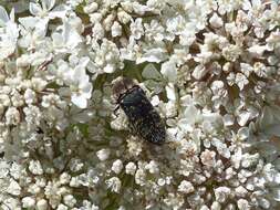 Image of Acmaeoderella flavofasciata flavofasciata