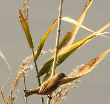 Image of Chinese Penduline Tit