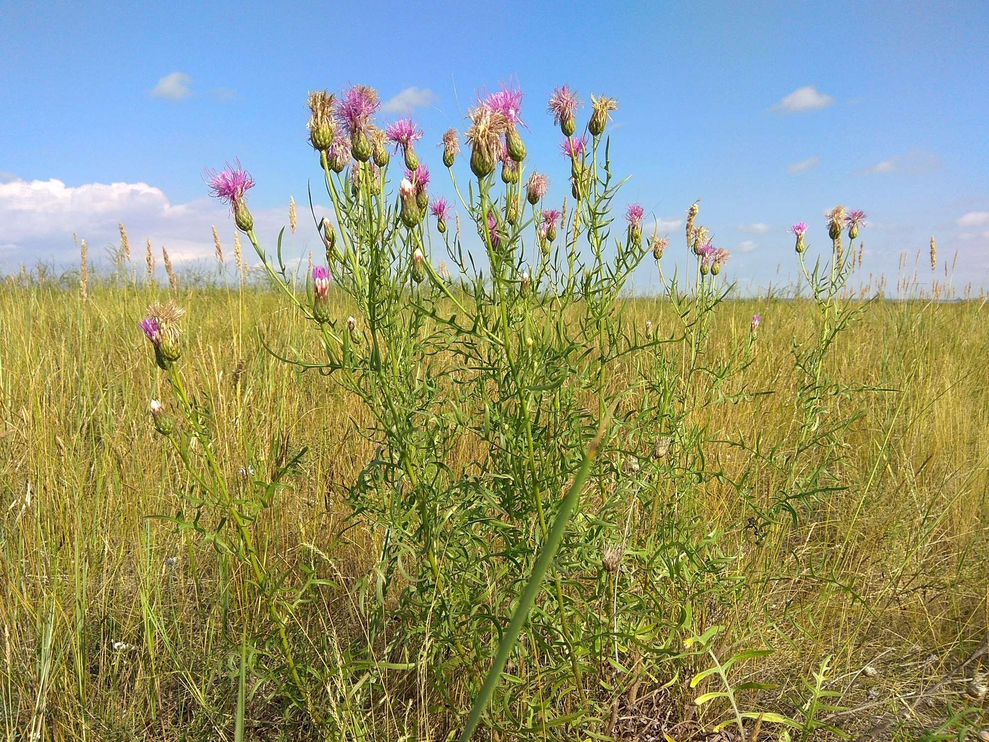 Image of Klasea centauroides (L.) Cass.