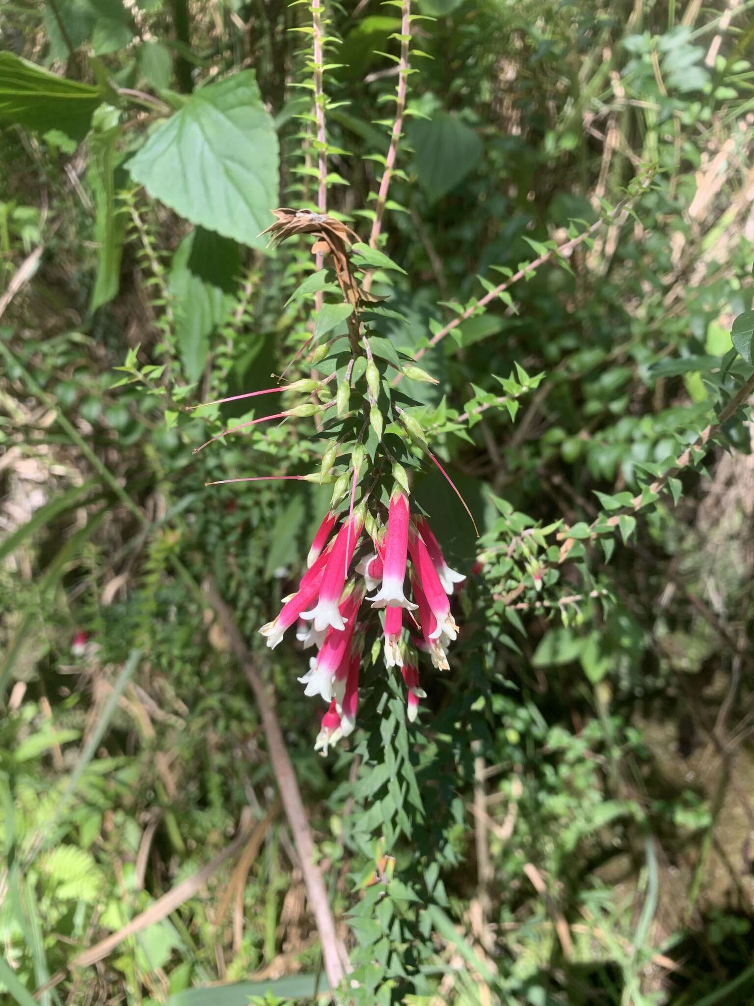 Image of Epacris longiflora Cav.