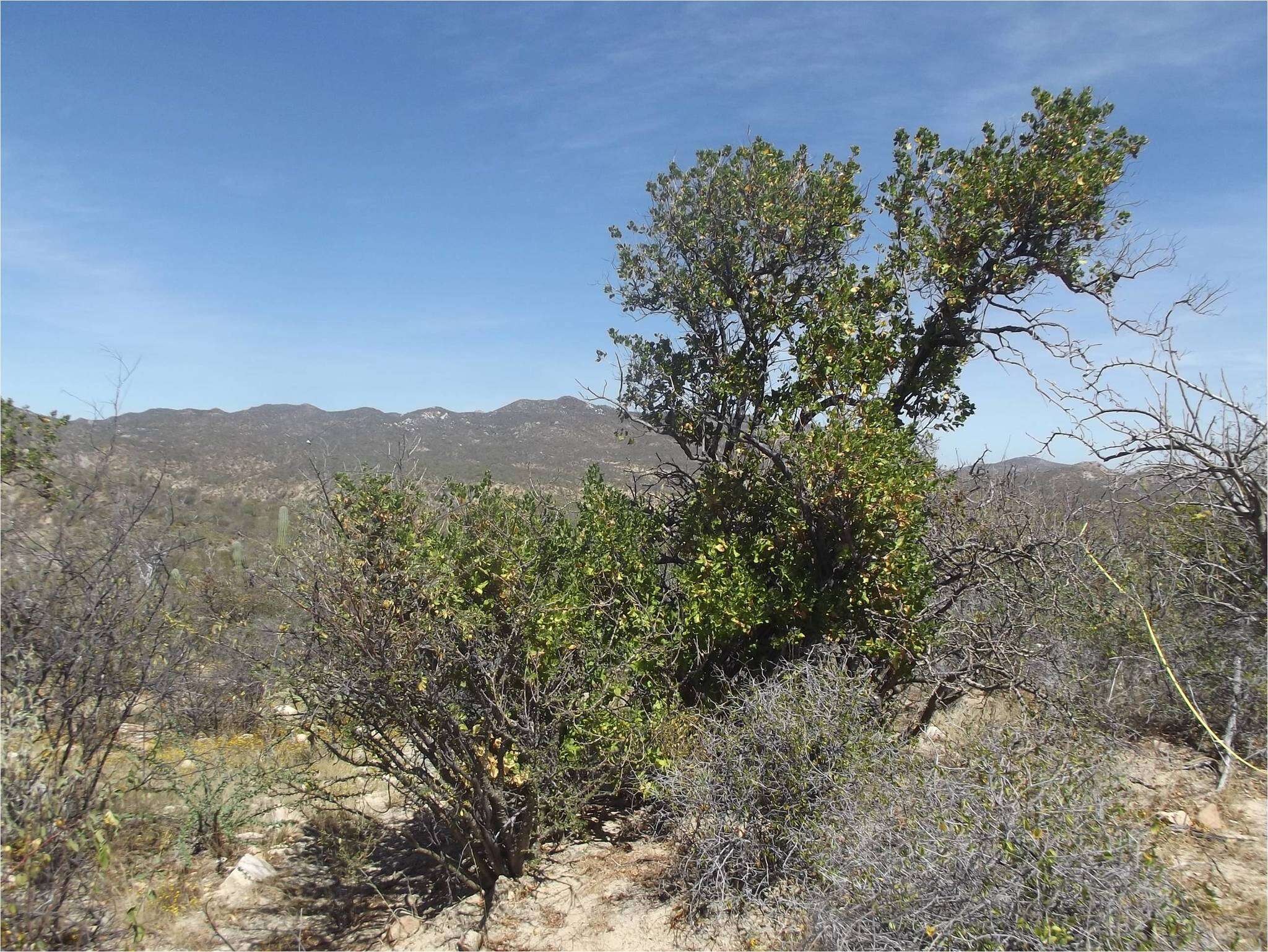 Image of Nahuatlea arborescens (Brandegee) V. A. Funk