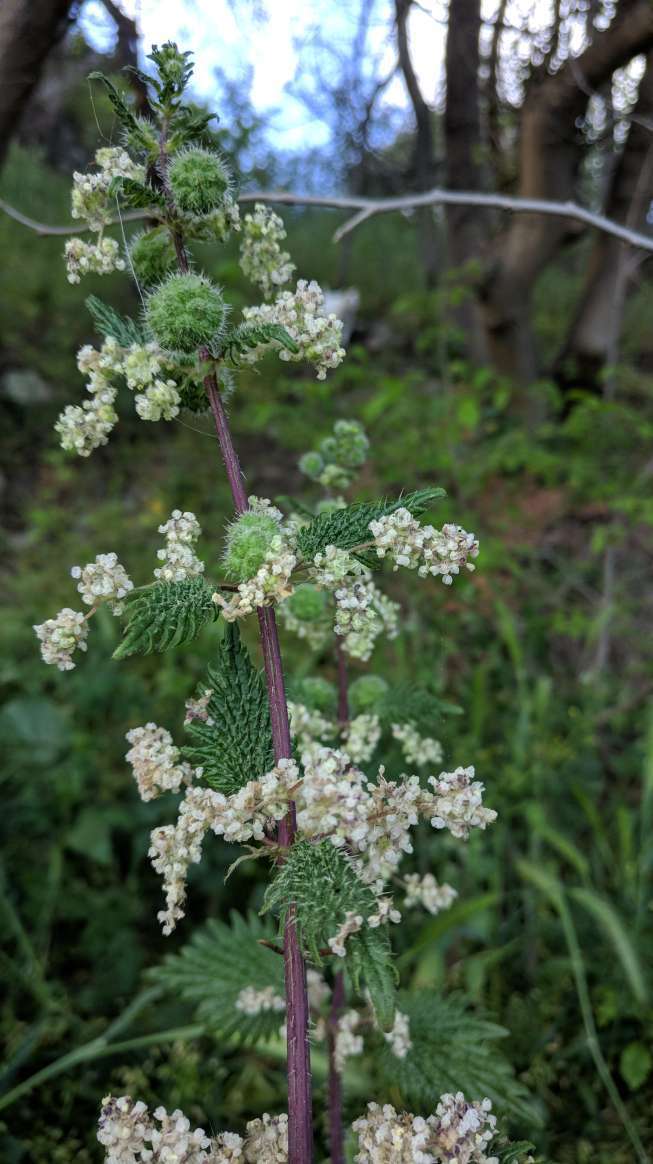 Image of Roman nettle