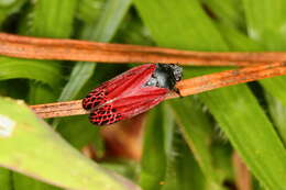 Image of Mahanarva (Mahanarva) rubripennis (Schmidt 1922)