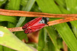 Imagem de Mahanarva (Mahanarva) rubripennis (Schmidt 1922)