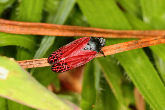 Imagem de Mahanarva (Mahanarva) rubripennis (Schmidt 1922)