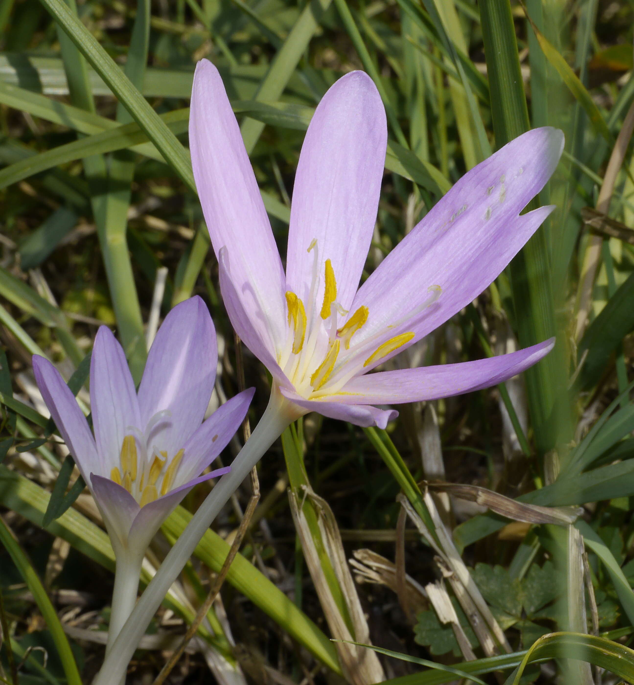 Image of Autumn crocus