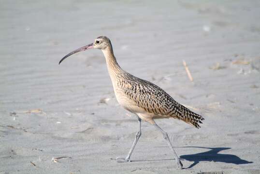 Image of Long-billed Curlew