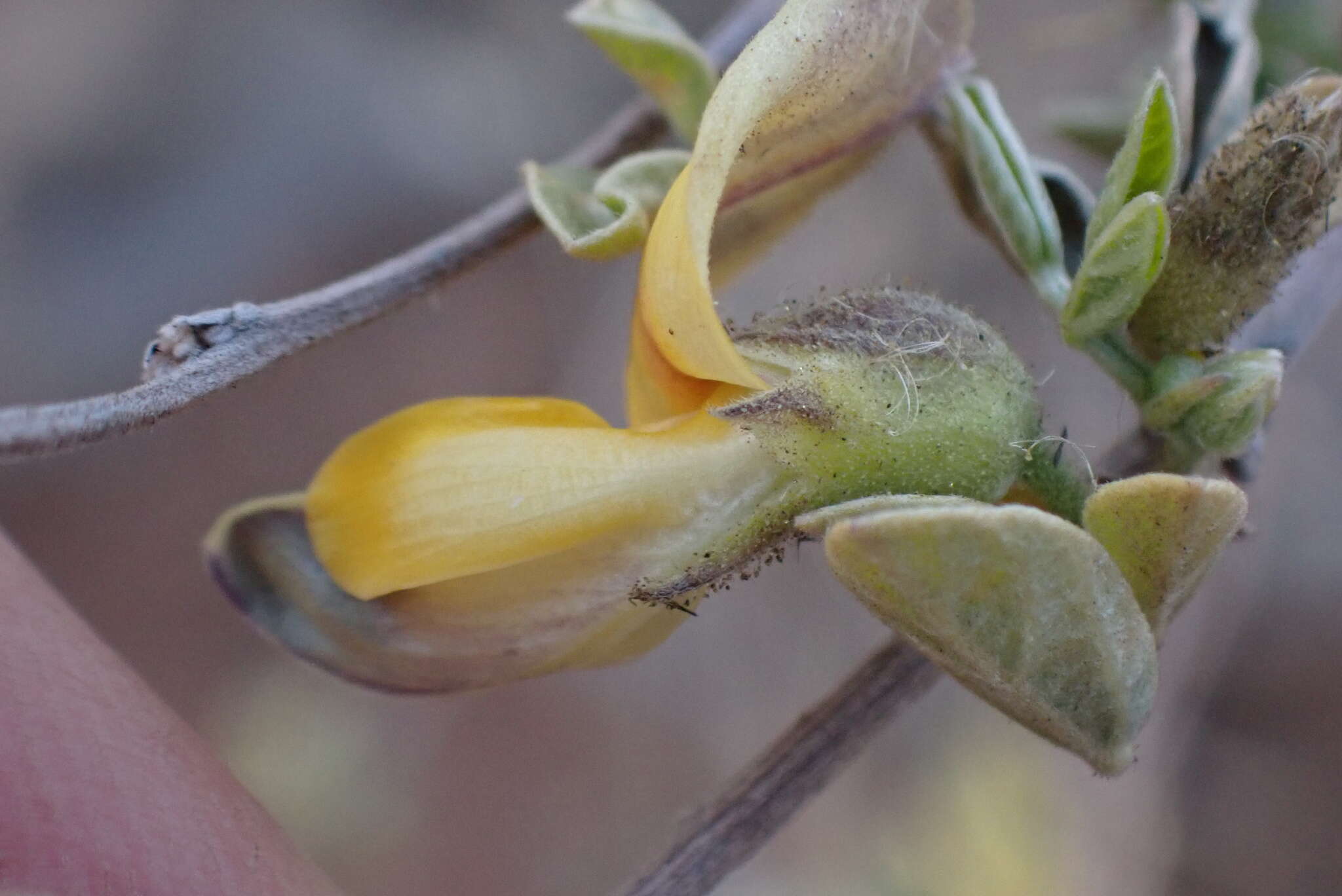 Image of Rhynchosia nitens Harv.