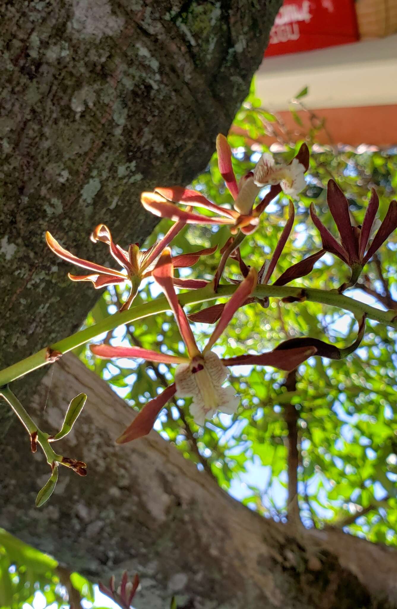 صورة Myrmecophila wendlandii (Rchb. fil.) G. C. Kenn.