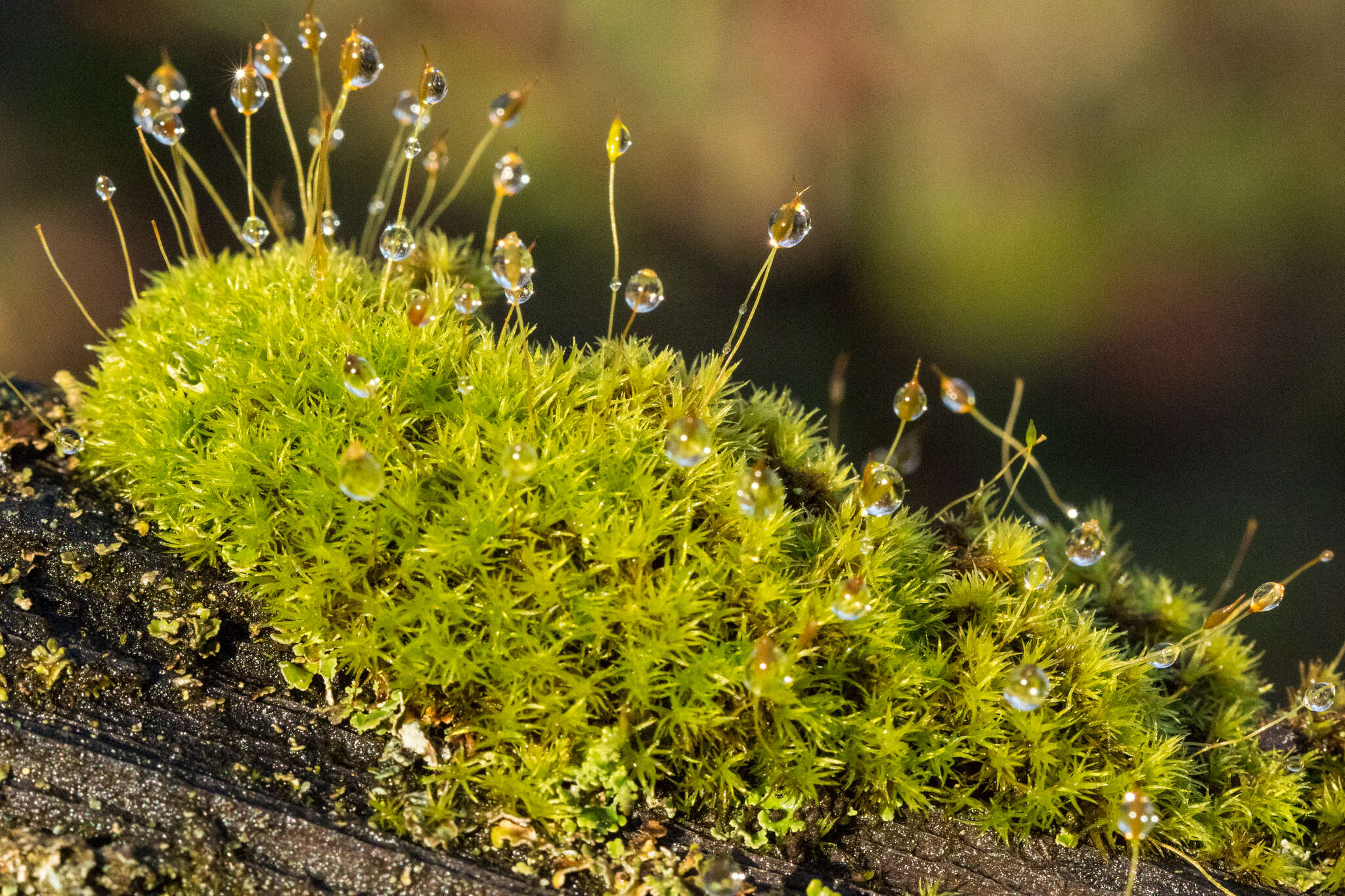 Image of dicranoweisia moss