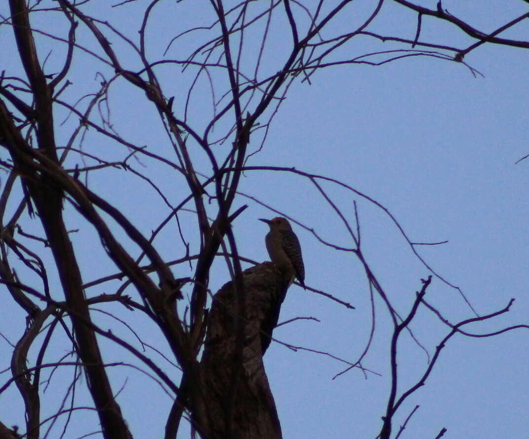 Image of Golden-fronted Woodpecker