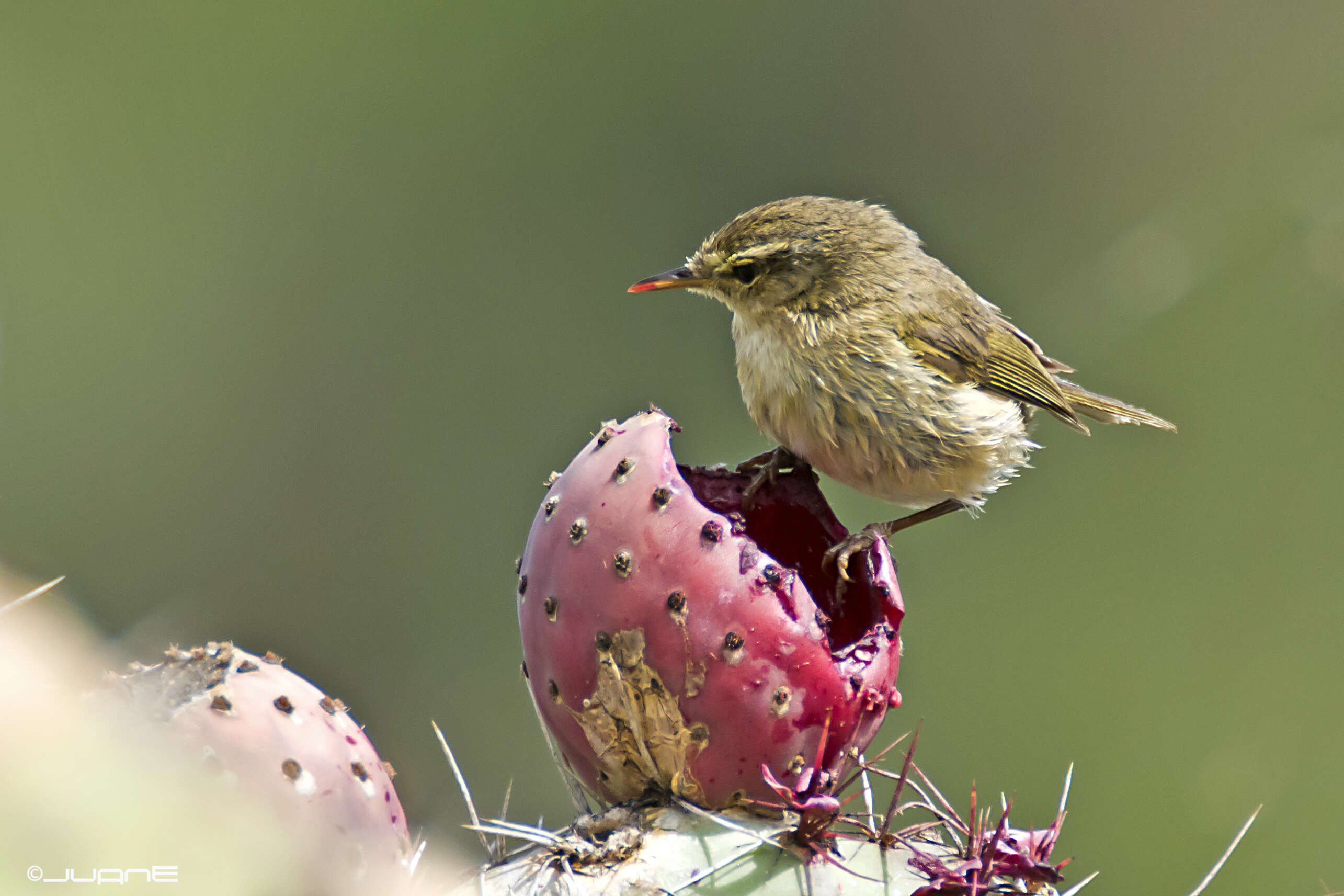 Слика од Phylloscopus canariensis (Hartwig 1886)