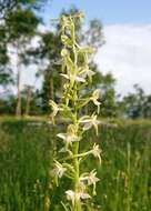 Image of Platanthera hybrida Brügger