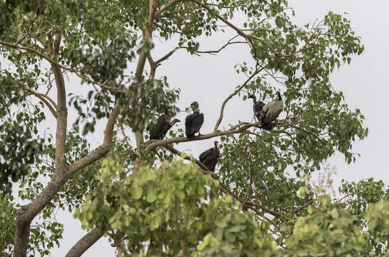 Image of Asian White-backed Vulture