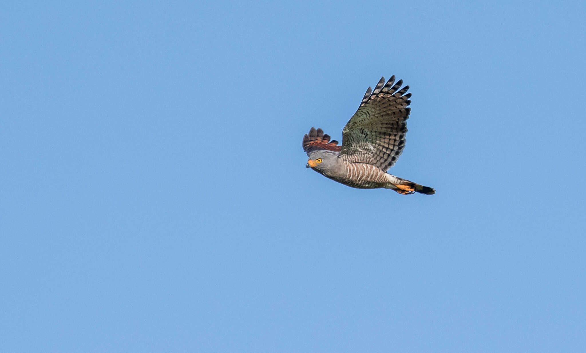 Image of Rupornis magnirostris magnirostris (Gmelin & JF 1788)