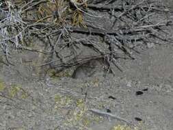 Image of Sagebrush Vole