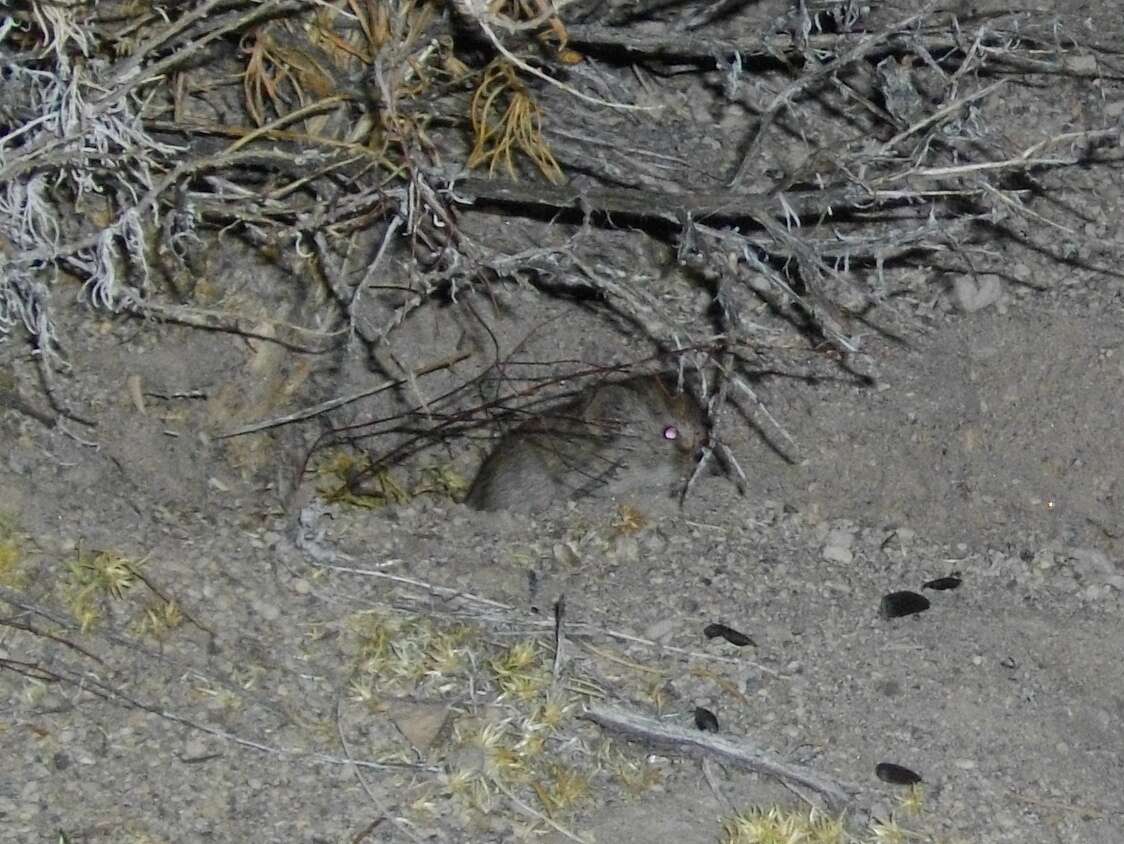 Image of Sagebrush Vole